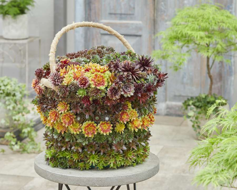 Sempervivum 'Chick Charms' Cowell's Garden Centre